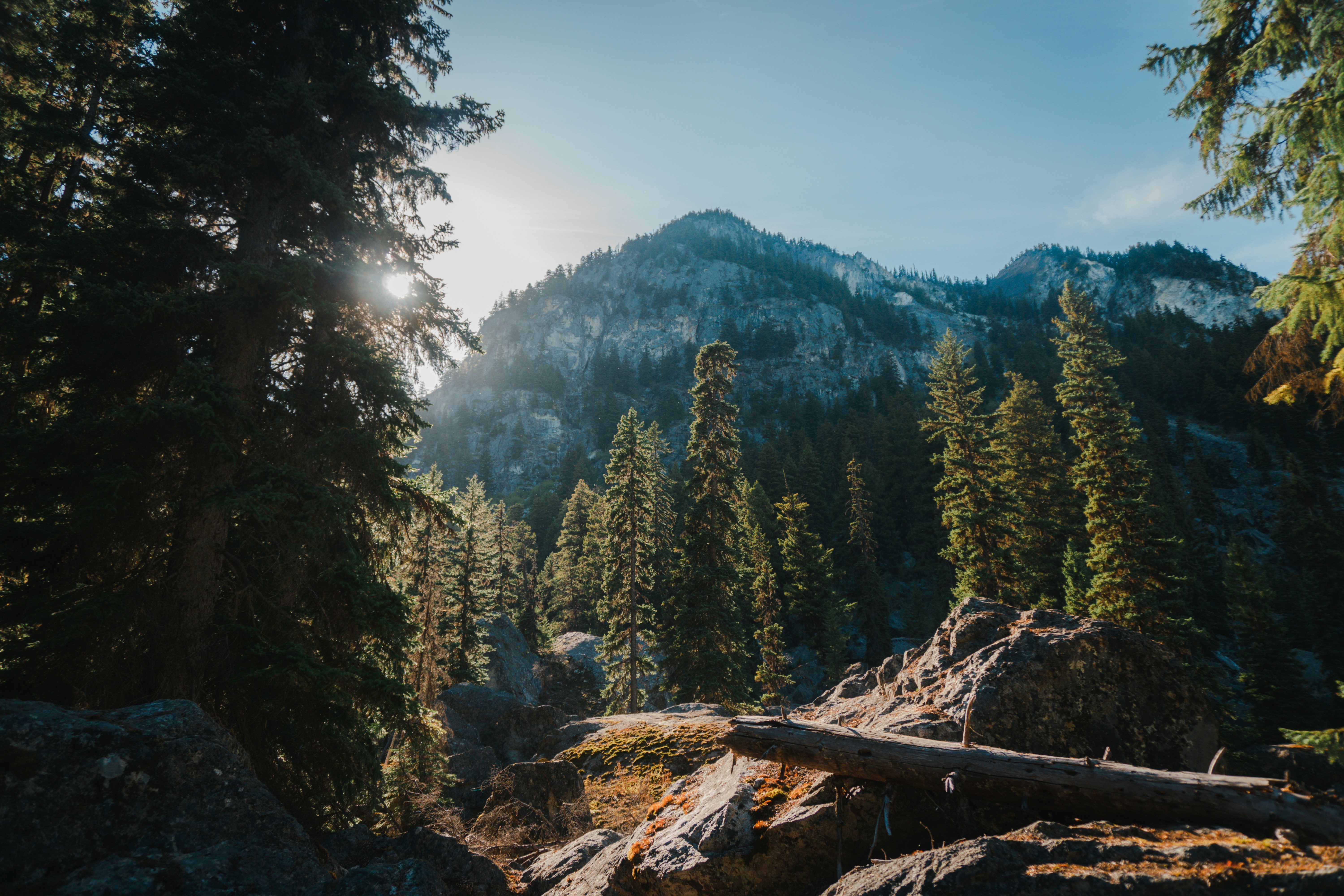 Sunlight breaking through conifers above a rocky slope with a fallen log