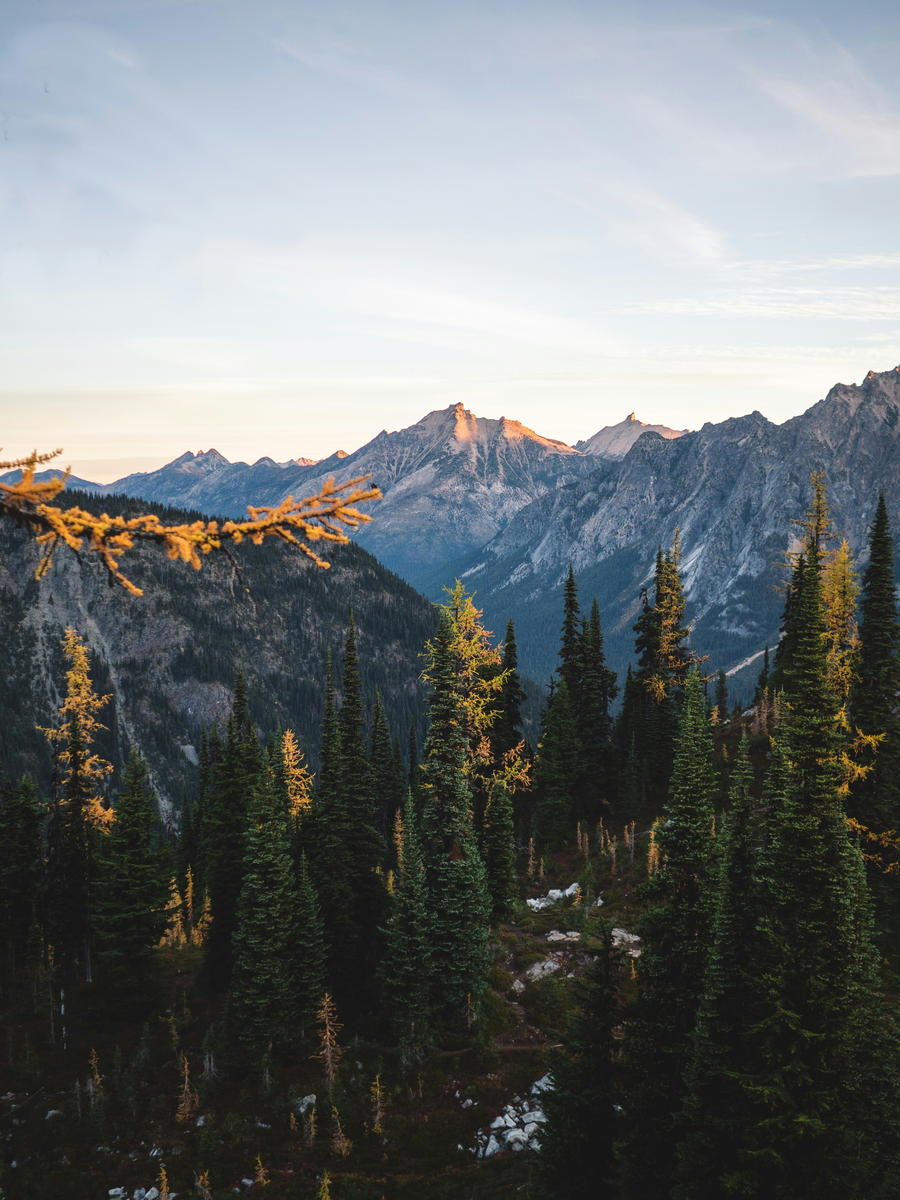 Golden larch branches in front of a conifer forest and mountain peaks at sunset