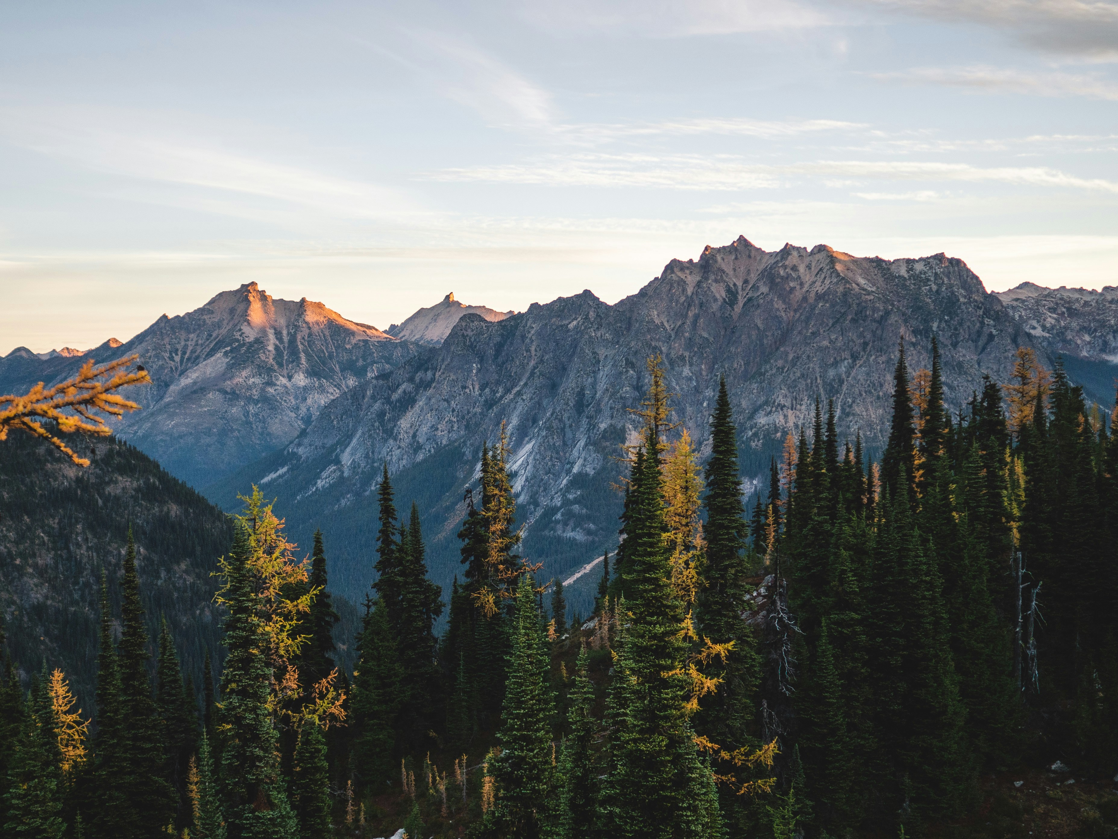 Larches turning gold in a conifer forest below a sunlit mountain ridge